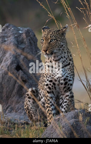 Una femmina di leopard (Panthera pardus) in piedi su un termite mound in prima serata, Botswana, Africa Foto Stock