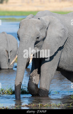 Un elefante africano (Loxodonta africana) bere nel fiume Khwai, Okavango Delta, Botswana, Africa Foto Stock
