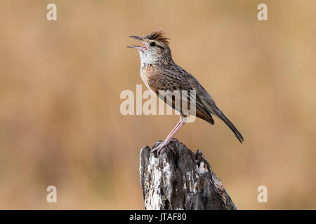 Rufous-naped lark (Mirafra africana), Savuti, Chobe National Park, Botswana, Africa Foto Stock