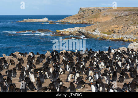 Pinguino saltaroccia colonia (Eudyptes chrysocome), Isole Falkland, Sud America Foto Stock