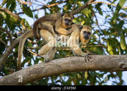 Nero-e-gold scimmia urlatrice (Alouatta caraya) madre con giovani aggrappati al suo retro, Pantanal, Brasile. Foto Stock
