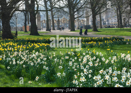 Daffodills e narciso, Canada Gate al Buckingham Palace, Green Park, London, England, Regno Unito, Europa Foto Stock