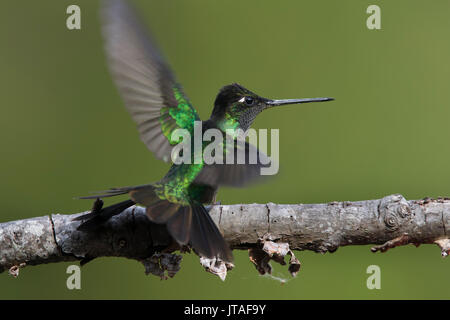 Verde-incoronato brillante (Hummingbird Heliodoxa jacula) prendendo il largo, Mount Totumas Cloud Forest, Chiriqui provincia, Panama. Foto Stock