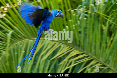 Ara Giacinto (Anodorhynchus hyacinthinus) in volo, Pantanal, Brasile. Le specie vulnerabili. Foto Stock