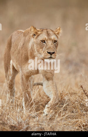 Leonessa (Panthera leo), Ruaha National Park, Tanzania, Africa orientale, Africa Foto Stock