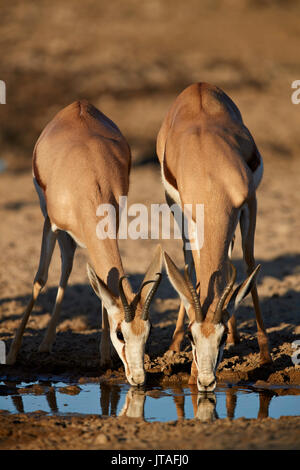 Due Springbok (Antidorcas marsupialis) bere, Kgalagadi Parco transfrontaliero, Sud Africa e Africa Foto Stock