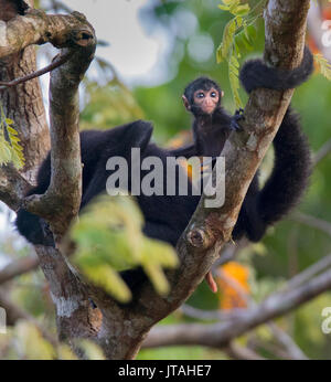 A testa nera Spider Monkey (Ateles fusciceps) la madre e il giovane, SoberanÃ-a National Park, Panama America centrale. In modo critico le specie in via di estinzione. Foto Stock