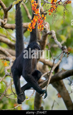A testa nera Spider Monkey (Ateles fusciceps) SoberanÃ-a National Park, Panama America centrale. In modo critico le specie in via di estinzione. Foto Stock