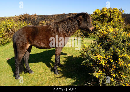 Dartmoor pony mangiare gorse fiori. Foto Stock