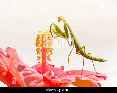 Verde mantide religiosa in piedi su un ibisco rosa fiore in Andalusia, Spagna. L'insetto sta tenendo il giallo stame del fiore Foto Stock