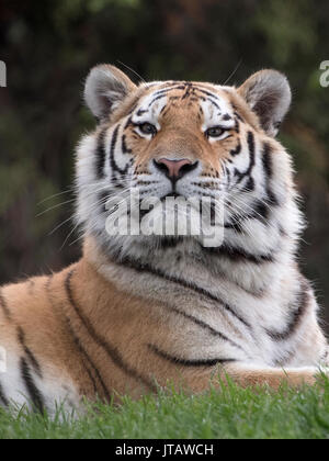 Maschio di tigre di Amur cercando regal Foto Stock