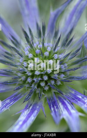 Eryngium bourgatii 'Picos Blue', un vivid blue sea holly, in un giardino inglese confine a metà estate (giugno), Regno Unito Foto Stock