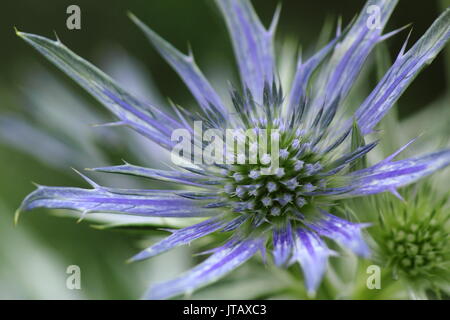 Eryngium bourgatii 'Picos Blue', un vivid blue sea holly, in un giardino inglese confine a metà estate (giugno), Regno Unito Foto Stock