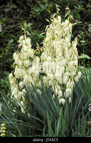 Yucca gloriosa o spagnolo pugnale, visualizzazione di orecchie di forma di campana fiori in un giardino inglese confine in estate (giugno), Regno Unito Foto Stock