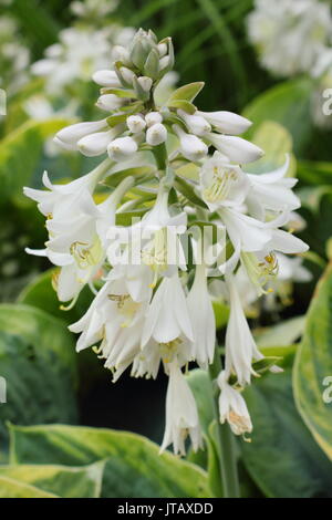 Hosta sieboldiana 'Frances Williams", chiamato anche "Eldorado' e 'Bordo giallo', in piena fioritura in un giardino inglese confine in estate (giugno), Regno Unito Foto Stock