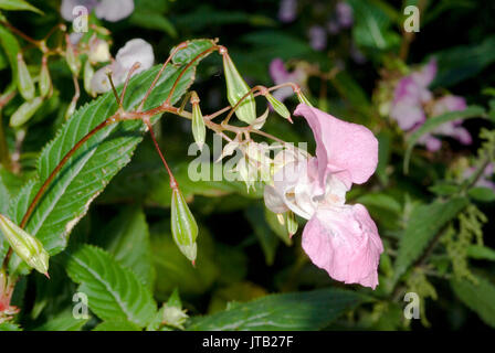 Balsamo himalayano