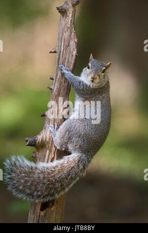 Grigio (grigio orientale) Scoiattolo Sciurus carolinensis in legno North Norfolk Foto Stock