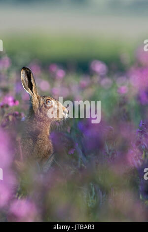 Brown lepre Lepus europaeus tra Red Campion in prato North Norfolk molla Foto Stock