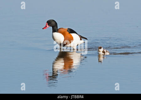 Un maschio comune, Shelduck Tadorna tadorna accompagnatrici un pulcino straggling attraverso il raschiare a Cley Norfolk Wildlife Trust Reserve, North Norfolk REGNO UNITO Foto Stock