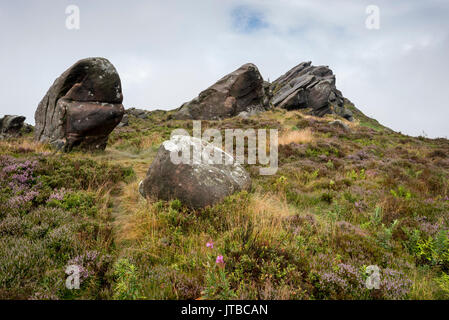 Robusto affioramenti di rocce Ramshaw vicino il roaches nel parco nazionale di Peak District, Staffordshire, Inghilterra. Foto Stock