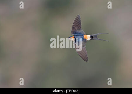 Rosso-rumped Swallow Cecropis daurica Nr Zamora Spagna Giugno Foto Stock