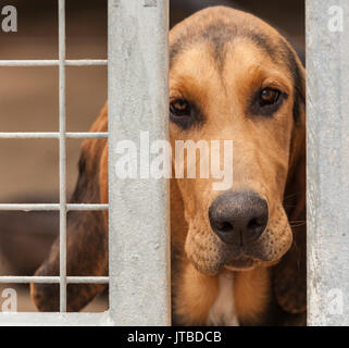 Un giovane cucciolo di bloodhound - circa 16 settimane di età - guardando attraverso le barre del suo canile Foto Stock