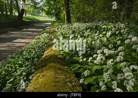 Aglio selvatico (Ramsons) in fiore lungo il vicolo del paese grande Walsingham Norfolk può Foto Stock