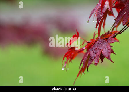 Foglie di rosso giapponese-Acero (Acer japonicum) con gocce d'acqua dopo la pioggia sul verde sfondo naturale Foto Stock