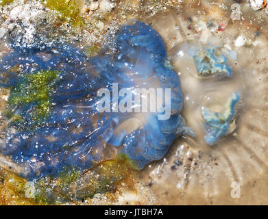 Dead medusa (Rhizostoma) sulla spiaggia di sabbia a sun giorno d'estate. Vista ravvicinata. Foto Stock