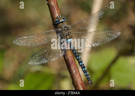 Hawker migranti (Aeshna mixta) con un'ala danneggiata, seduto su un impianto di stelo. Foresta Vicino a Kiev, Kievskaya oblast, Ucraina Foto Stock
