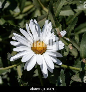 White camomilla nel fogliame Foto Stock