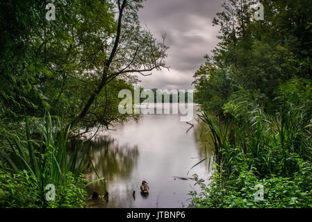 Lago Batchworth Foto Stock