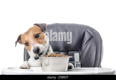 Cane di mangiare cibo secco pranzo dalla vaschetta Foto Stock