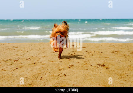 Cane in esecuzione sul mare spiaggia di sabbia Foto Stock
