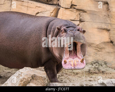 Hippotamus apre la sua bocca grande e mostra i suoi denti Foto Stock