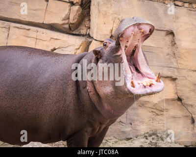 Hippotamus apre la sua bocca grande e mostra i suoi denti Foto Stock