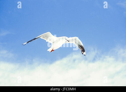 Argento, Gabbiano (Chroicocephalus novaehollandiae), in volo, Byron Bay, Nuovo Galles del Sud, Australia Foto Stock