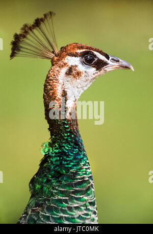 Peafowl femmina, Peahen, o Indian Peacock, (Pavo cristatus), di Keoladeo Ghana National Park, Bharatpur Rajasthan, India Foto Stock