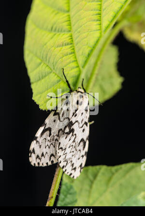 Archi nero moth: Lymantria monacha. Foto Stock