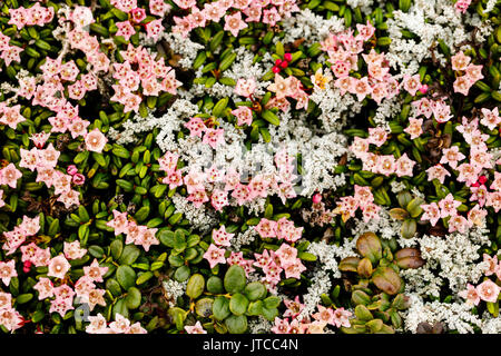 Azalea alpina crescente tra il lichen Kigluaik nelle montagne a nord di nome in Northwest Alaska. Foto Stock