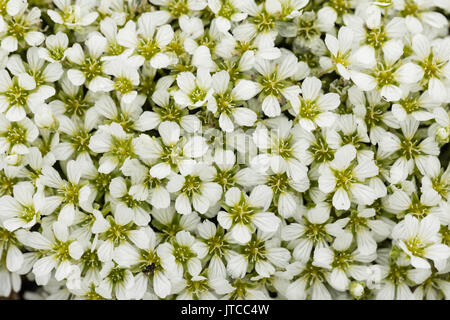 Arctic Sandwort Kigluaik nelle montagne a nord di nome in Northwest Alaska. Foto Stock