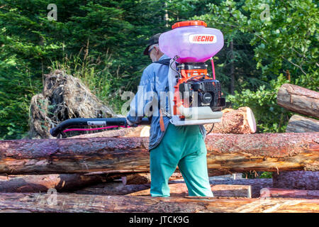 Un uomo che usa uno spray chimico su corteccia di alberi contro il coleottero europeo della corteccia di abete rosso, Montagne di Sumava, Repubblica Ceca Foto Stock