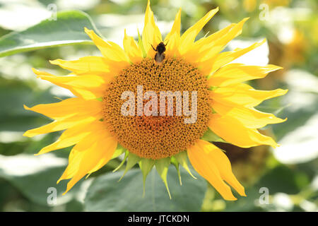 Ape su girasole nel jardin des plantes, Amiens, somme, hauts de france, Francia Foto Stock