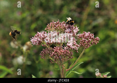 Ape su testa di fiore a Jardin des Plantes, Amiens, Francia Foto Stock