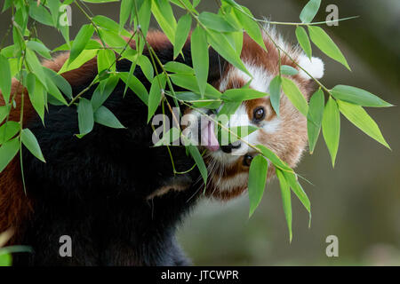 Panda rosso mangiare Foto Stock