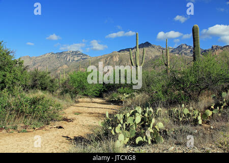 Sentiero escursionistico in Bear Canyon in Sabino Canyon Recreation Area Parco nel Deserto di Sonora lungo la Santa Catalina Mountains in Tucson, Arizona. Foto Stock