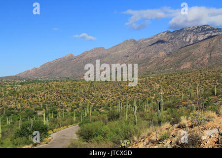 La strada attraverso Bear Canyon in Sabino Canyon Recreation Area Parco nel Deserto di Sonora lungo la Santa Catalina Mountains in Tucson, Arizona. Foto Stock