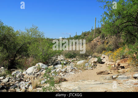 Robusto sentiero escursionistico in Bear Canyon in Sabino Canyon Recreation Area Parco nel Deserto di Sonora lungo la Santa Catalina Mountains in Tucson, Arizona. Foto Stock