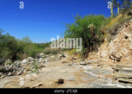 Robusto sentiero escursionistico in Bear Canyon in Sabino Canyon Recreation Area Parco nel Deserto di Sonora lungo la Santa Catalina Mountains in Tucson, Arizona. Foto Stock