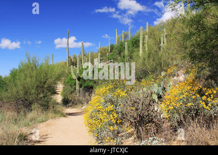 Sentiero escursionistico in Bear Canyon in Sabino Canyon Recreation Area Parco nel Deserto di Sonora lungo la Santa Catalina Mountains in Tucson, Arizona. Foto Stock